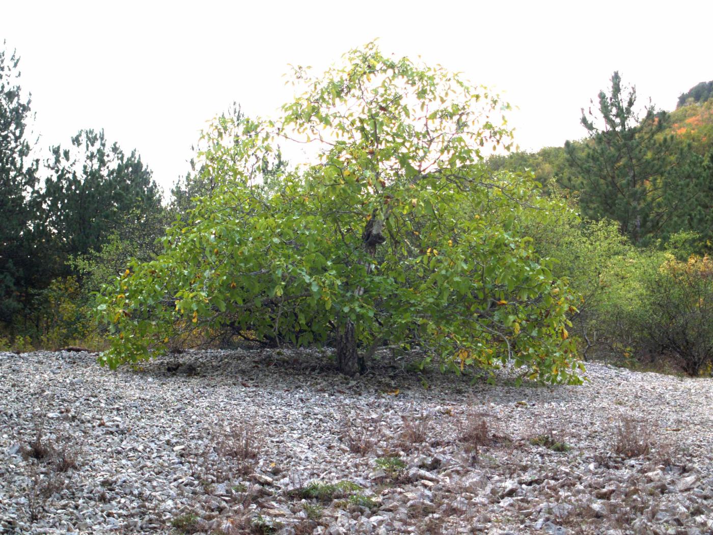 Walnut plant